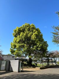 正門前の大きなクスノキの木です。